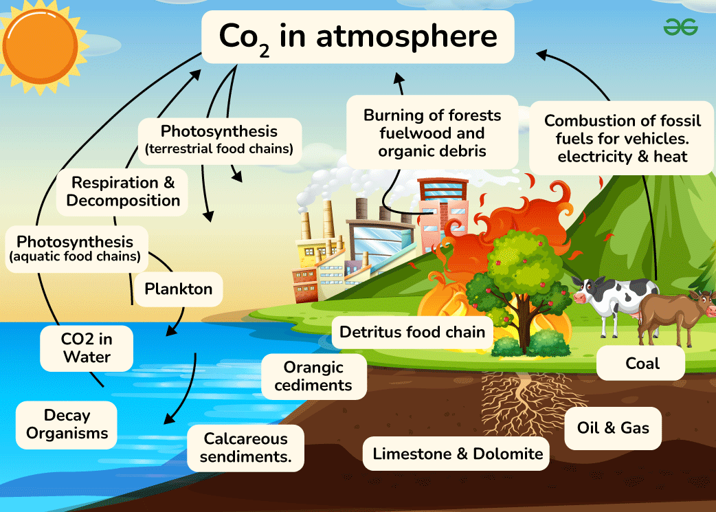 Diagram of the Carbon Cycle